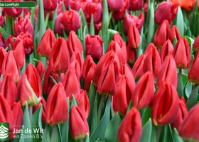Tulipa Loveflight ® (3)